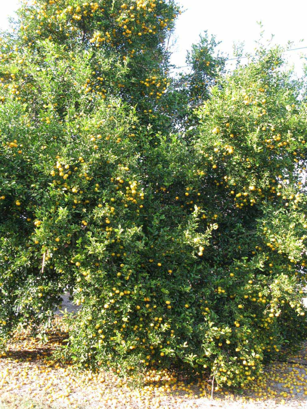              Habit (Winter Haven, FL)       